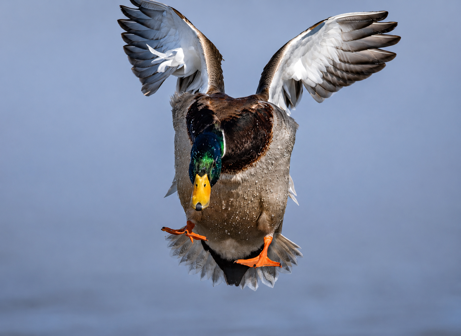 Duck Calls