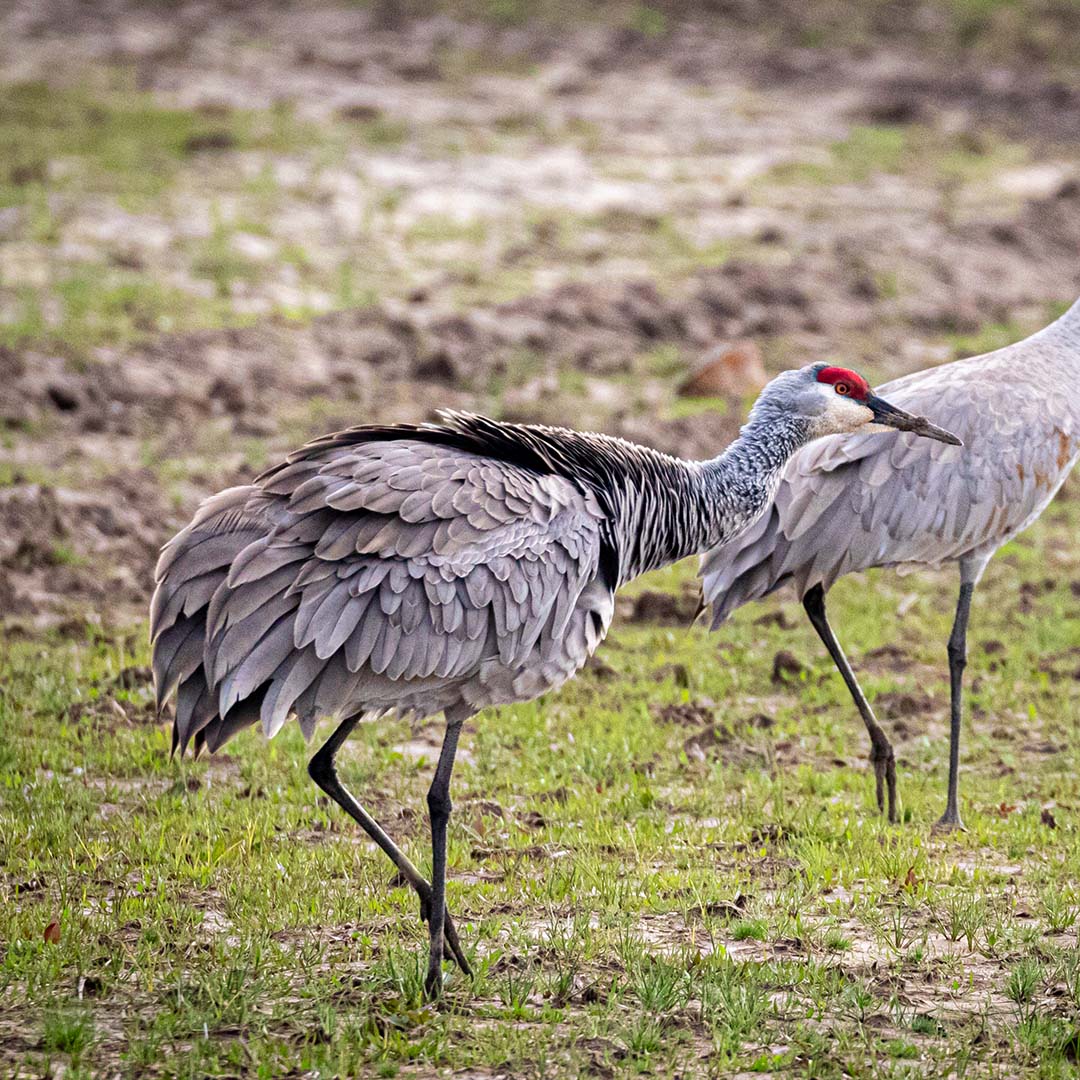 Crane Calls