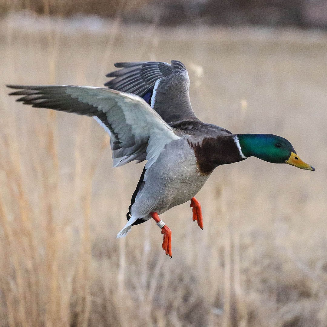 Duck Calls