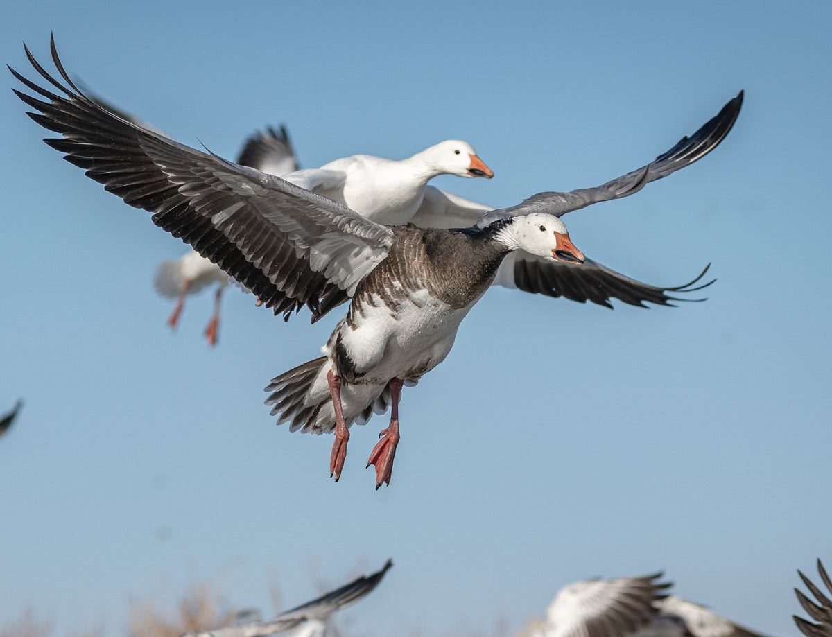 Snow Calls – Vendetta Waterfowl